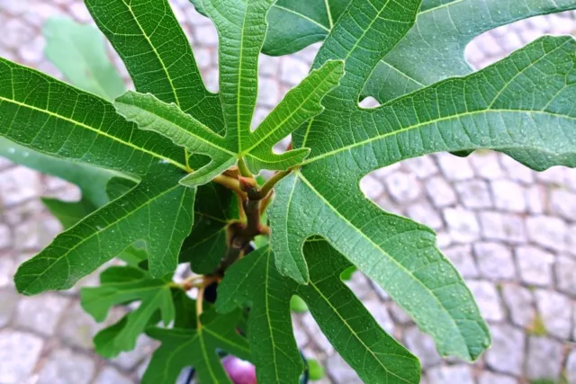 Feigenbaum  Ficus Ronde de Bordeaux ca. 60 cm Feige 2