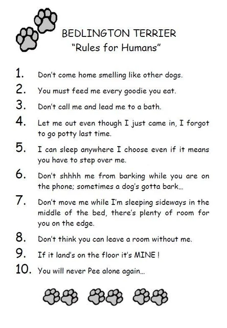 Bedlington Terrier "Rules for Humans" - CUSTOM MATTED - Dog Art Print : GIFT