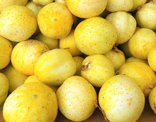 Lemon Cucumber Seeds 40 Seeds NON-GMO BUY 4 GET FREE SHIPPING