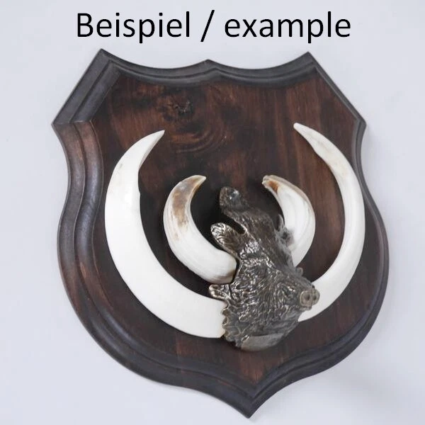 3x Armas Jabalí Escudo de Trofeo Forma de Escudo, Af 19cm, Con Jabalí Cabeza 3