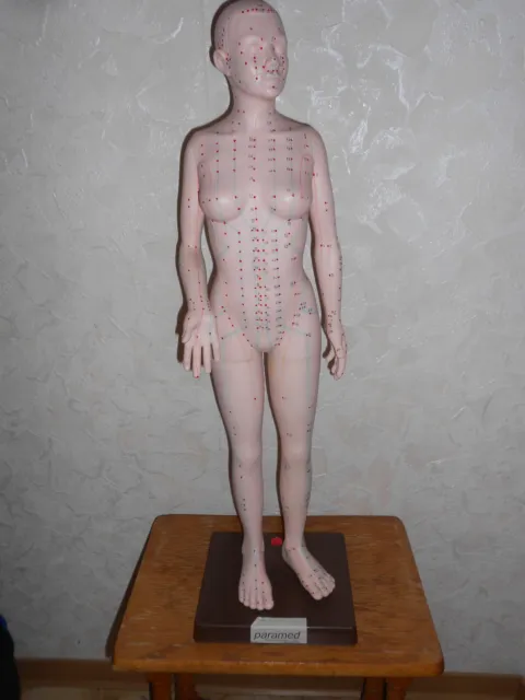 Akupunkturmodel Frau 73 cm groß
