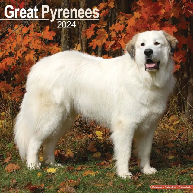 Great Pyrenees Calendar 2024 - Dogs - Month To View