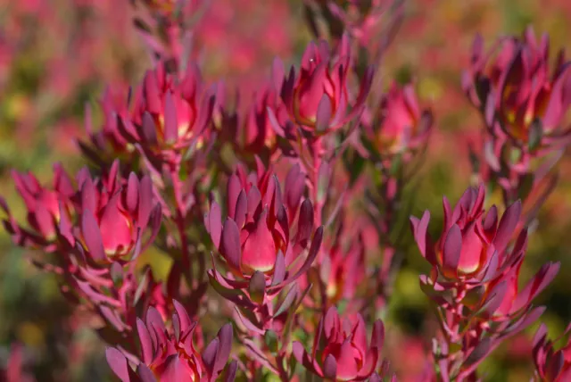 Leucadendron Salignum ~ Red Devils Blush ~  Dazzling Conebush Very Rare 3 Seeds