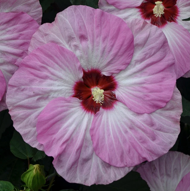SPINDERELLA Hardy Hibiscus  --  Plant in 4.5" pot
