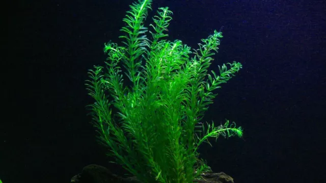 Egeria densa 21 tiges plantes aquarium oxygénante 15/25cm