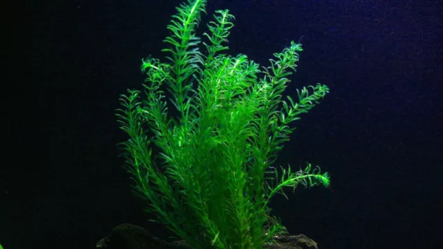Spathiphyllum wallisii lot 2 plantes plante a racine aquarium robuste  cichlides