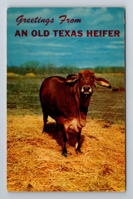 Scenic Greetings From An Old Texas Heifer, Antique, Vintage Postcard