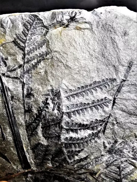 Lobatopteris miltoni – Fossiler Farn aus dem Karbon