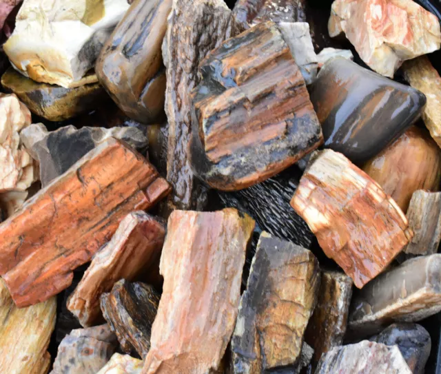 PETRIFIED WOOD Tumbling Rough * 2" Bulk Natural Raw Fossil Stones U.S.A.