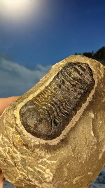 Barrandeops Trilobit Fossil auf vorbereiteter Matrix 106 mm x 78 mm schön groß