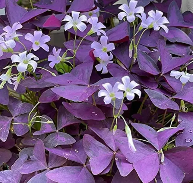 16 Bulbs - Purple Shamrocks Lucky Lovely Flowers Bulbs for Planting Oxalis Trian