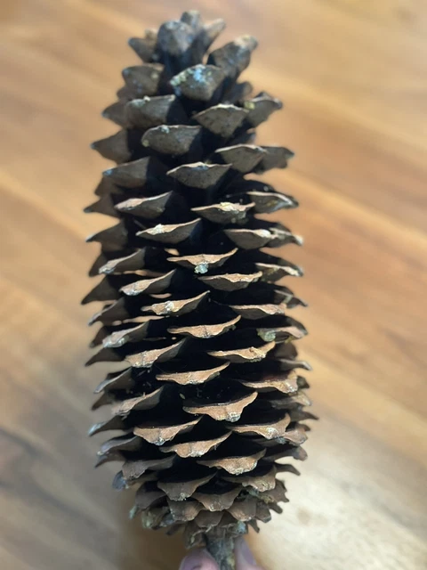 "Cono de pino de azúcar gigante fresco de 12"""