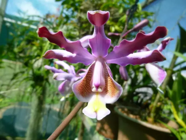 Schomburgkia tibicinis Orchid Species