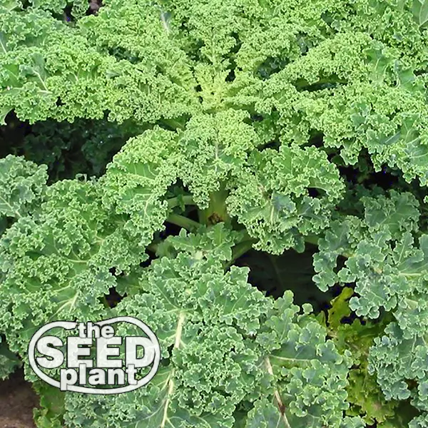 Siberian Kale Seeds - 250 SEEDS SAME DAY SHIPPING