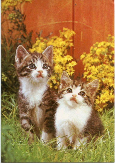 Cpsm / Carte Postale / Chat / Cat /