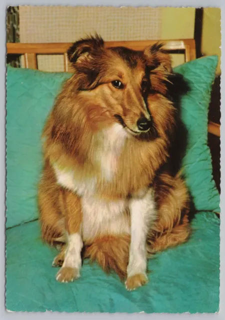 Animal~Dog~Flirty Collie Poses In Bed For Camera~Continental Postcard