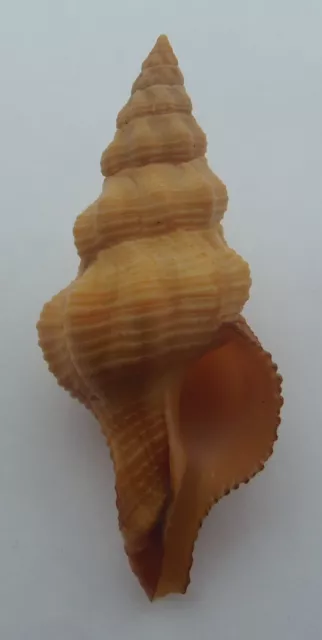 Seashell Spindle snails Fusolatirus sarinae