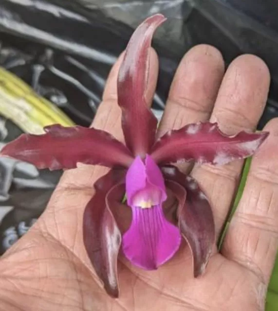 Astro Jaguar on X: Schombocatonia Mem. Louise Fuchs X. Cattleya