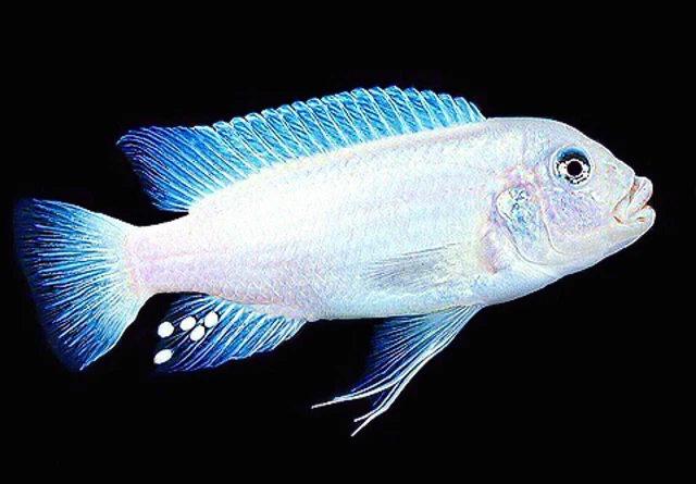 2pk - Snow White Cichlid (Pseudotropheus socolofi) 2 Live Freshwater Fish Mbuna