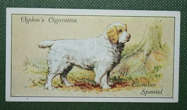 CLUMBER SPANIEL   Original 1936 Vintage Card   QC28
