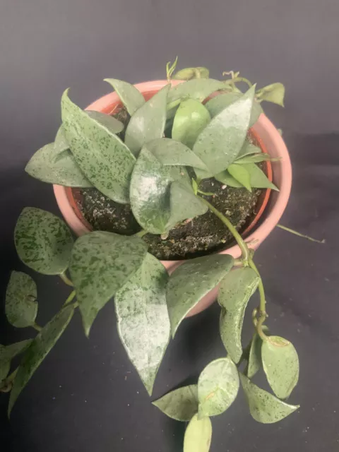 Hoya Lacunosa Mint (young plant)