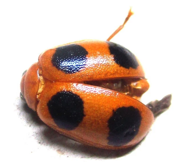 K007 MI : Chrysomelidae species? 9mm
