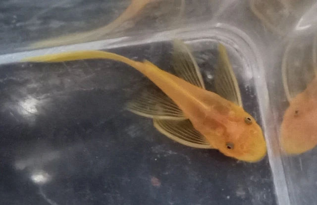 1 Longfin Blue Eye Lemon Ancistrus Bristlenose Pleco Bushynose Plecostomus Fish