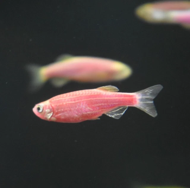 Live Assorted Rainbow Glow Danio (Pack of 6 Aquarium Fish) *PLS READ DESCR* 12