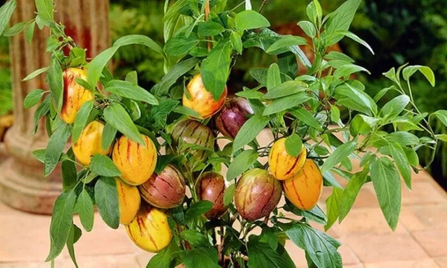 Pepino Melon seeds pepino Melon pear Melon tree exotic fruit 10 seeds