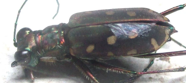 L011 SA : Cicindelidae: Calomera lacrymosa male 12mm************************