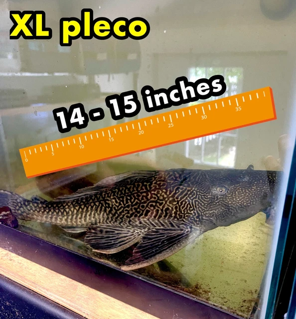 HUGE Live Common Plecostomus (13-14" Tropical Aquarium Fish) *PLS READ DESCR*
