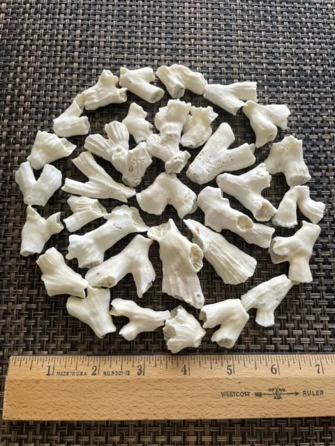 Dried Brain CORALS Fossil Beach Ocean Sea Reef Fish tank Aquarium decoration