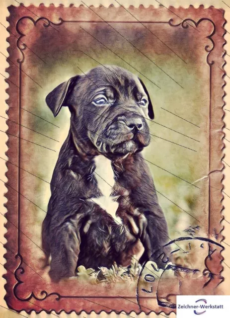 American Staffordshire Terrier welpe 15