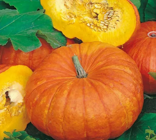 SQUASH  Pumpkin 'Rouge vif d'Etampes' 8 SEEDS - BUY 2 GET 1 FREE Vegetable