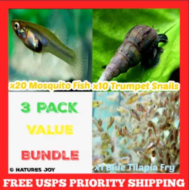 🐟🐚 LIVE BLUE TILAPIA Freshwater Aquarium MOSQUITO Fish TRUMPET SNAILS Feeders