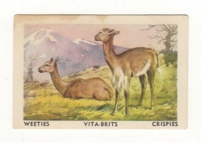 Cereal Foods Australia 1954 #06 Vicuna