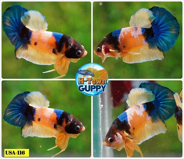 USA116 - Live Betta Fish - High Quality Grade  - Yellow Tiger Koi Galaxy