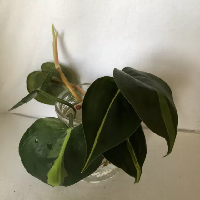 Philodendron scandens „Brasil“ 5 schönpanaschierte kräftig bewurzelte Stecklinge