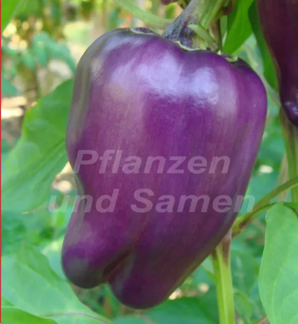 🔥 PURPLE BELL Paprika  10 frische Samen lila blau Blockpaprika toll im Salat