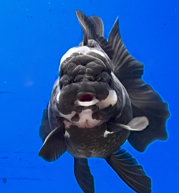 Live Fancy Goldfish Panda Oranda 4.5 - 5 inches (OR-0002-01)