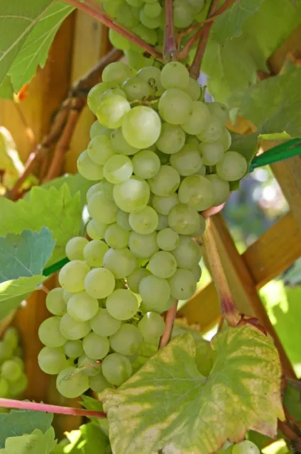 Vitis vinifera Lakemont kernlos Weinrebe Tafeltraube Wein Weintraube Winzersorte 2