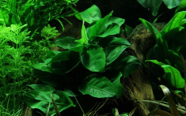 Planta de Acuario Anubias Barteri Nana Nr.101 Acuario Plantas de Agua Acuario