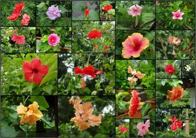 HIBISCUS COLORES Y FORMAS MIXTAS, 20 semillas con REGALO GRATIS