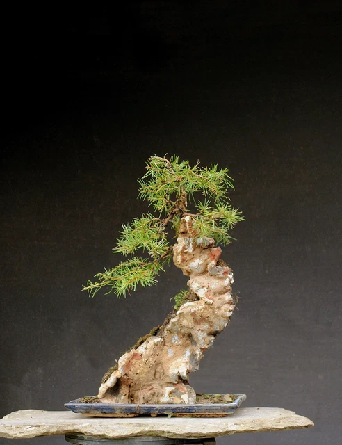 BONSAI OUTDOOR WINTERHART Heckenkirsche, Lonicera nitida tanuki H47 B55 D19  cm EUR 399,00 - PicClick DE