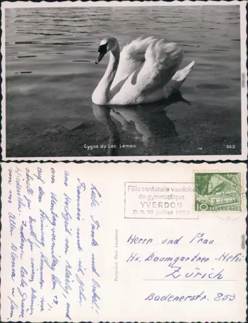 Ansichtskarte Genf Genève Cygnes du Lac Léman/Schwan auf dem Genfersee 1950