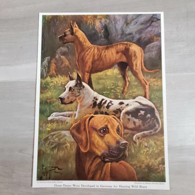 Vintage Print Page Edward Herbert Miner Art Great Danes Germany Hunt Wild Boar