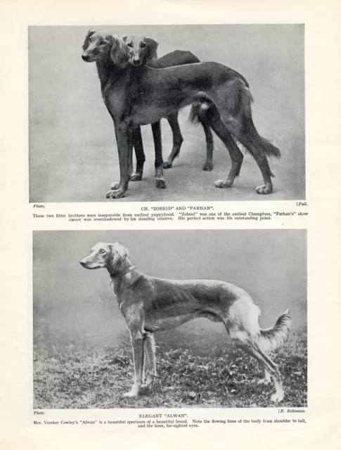 Saluki Images Of Named Dogs Old Original Dog Print From 1935