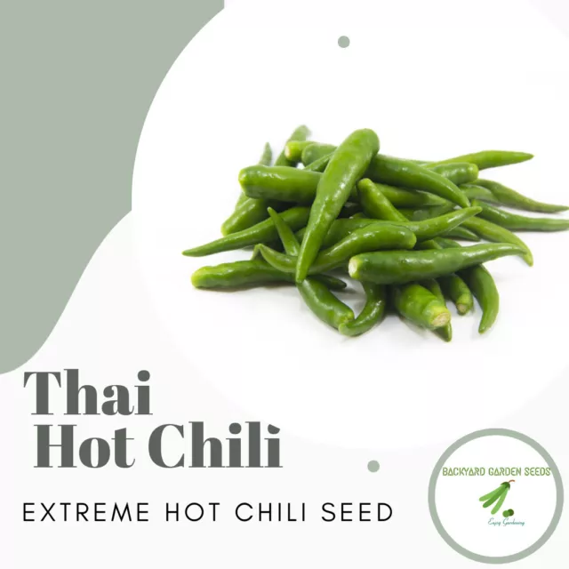 EXTREME HOT THAI CHILLI  Heavy Yield Chili Pepper Heirloom 10/15 Seeds