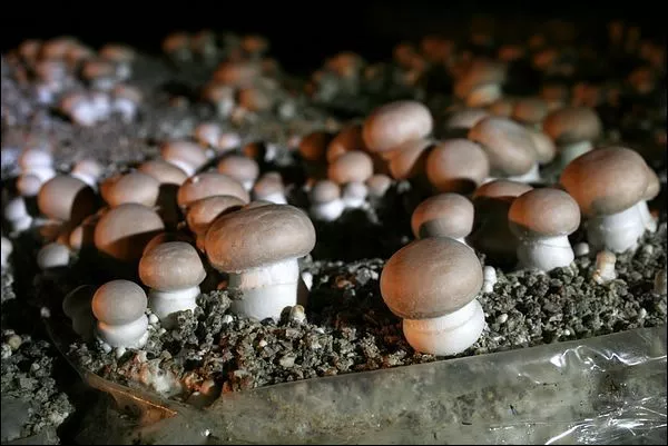 Kit de culture de champignons à base de mycélium de Mousserons des Près -  15ml/50ml. - Spores et Champignons