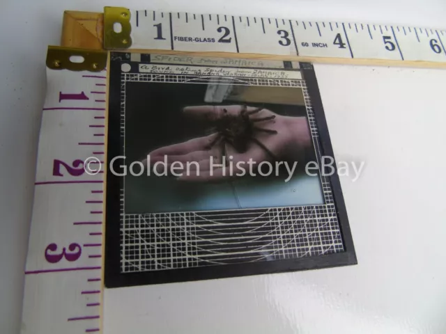Antique Real Photo Slide Bird Eating Spider Found Uk 1933 Banana Boat Selby 2